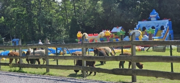 image_2449F3D2-598F-4985-B17C-BD4BB0456B3A_1781181353.jpeg